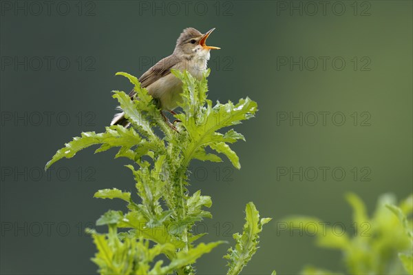 Marsh Warbler (Acrocephalus palustris) calling