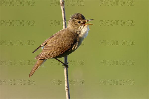 Marsh Warbler (Acrocephalus palustris) calling