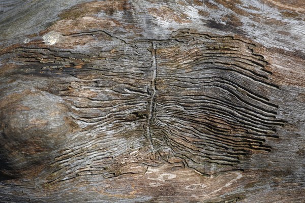 Feeding traces of bark beetles