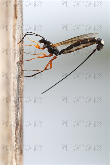 Wood-wasp (Rhyssa persuasoria)