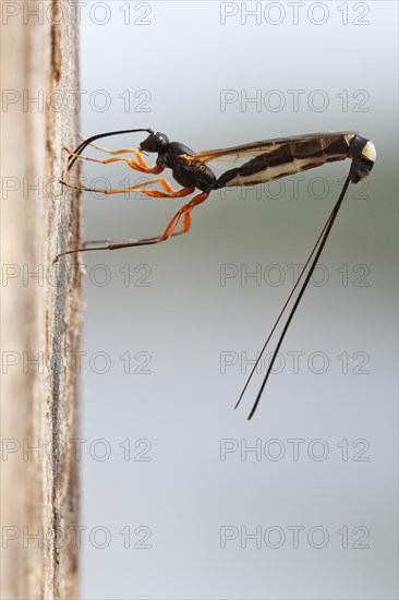 Wood-wasp (Rhyssa persuasoria)