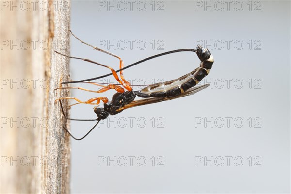 Wood-wasp (Rhyssa persuasoria)