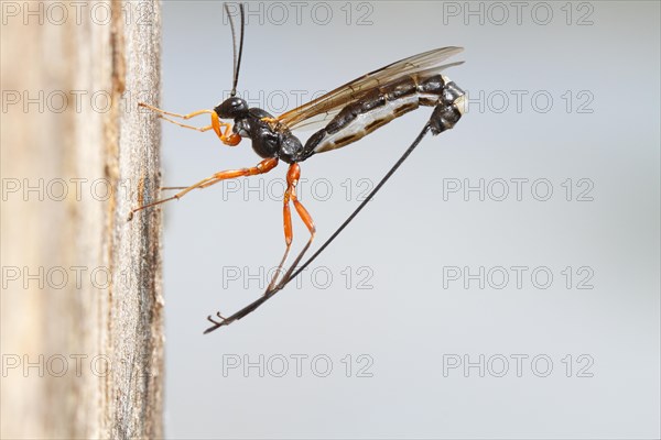 Wood-wasp (Rhyssa persuasoria)