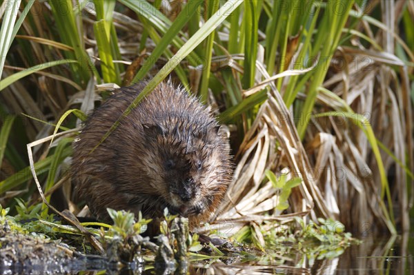 Muskrat (Ondatra zibethicus) feeding