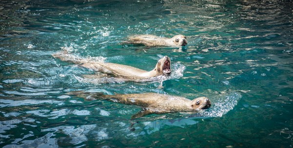 Three Northern fur seals (Callorhinus ursinus) in water