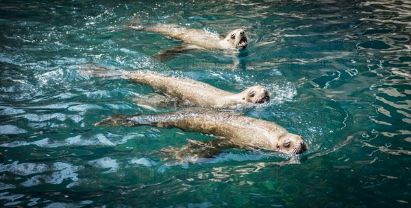 Three Northern fur seals (Callorhinus ursinus) in water