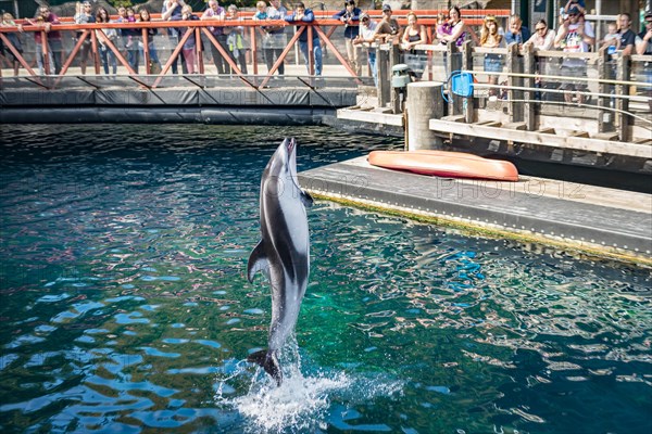 Pacific white-sided dolphin (Lagenorhynchus obliquidens) jumps out of the water at a dolphin show