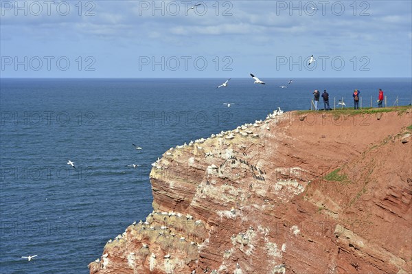 Birdwatchers on Lummenfelsen with Northern gannets (Morus bassanus)