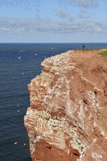 Birdwatchers on Lummenfelsen with Northern gannets (Morus bassanus)