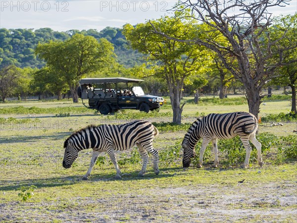 Burchell's Zebras (Equus burchelli) grazing