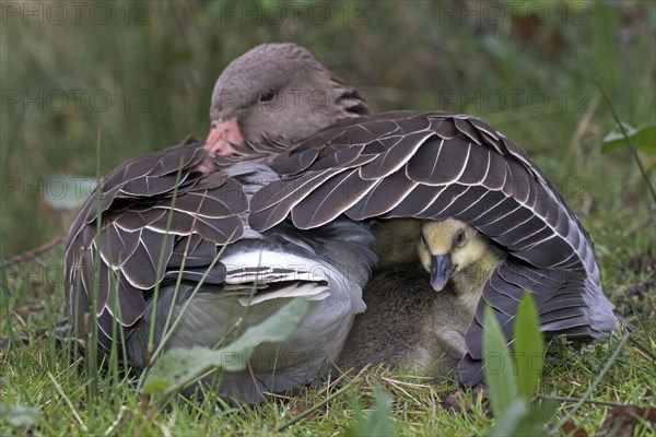 Greylag Goose (Anser anser) with chicks in plumage