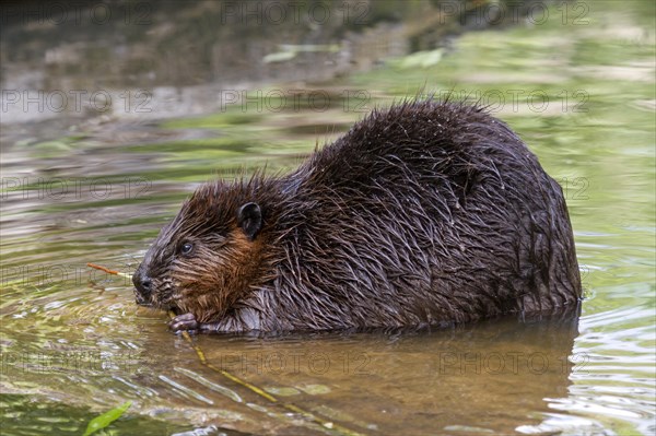 European beaver (Castor fiber) eating in water