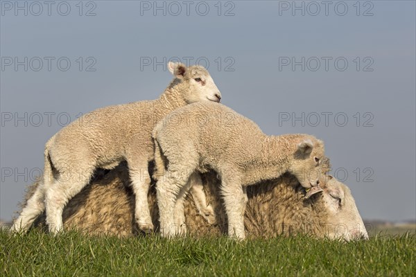 Domestic sheep with lambs