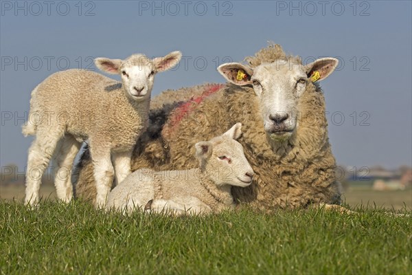 Domestic sheep with lambs