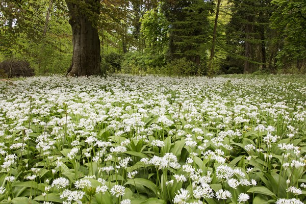 Blooming wild garlic (Allium ursinum)