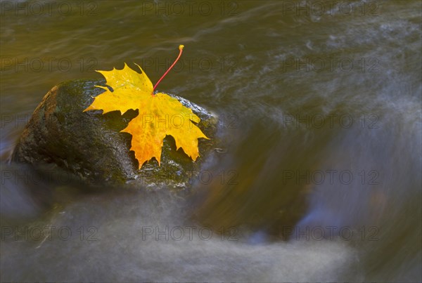Autumn coloured maple leaf on rock in stream