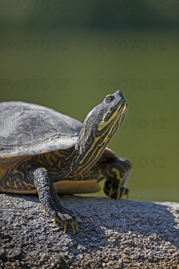 Yellow-bellied slider (Trachemys scripta scripta) basking on stone