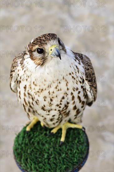 Falcon in the Desert