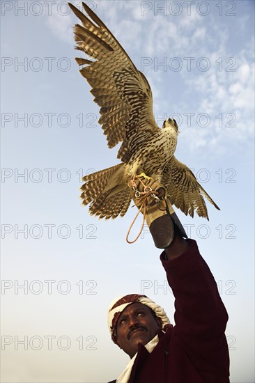 Falconer with his falcon