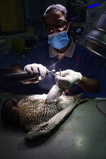 Man grinds claws of a falcon