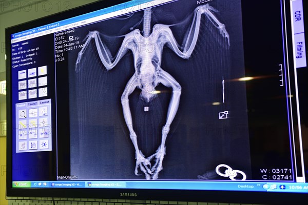 X-ray image of a falcon