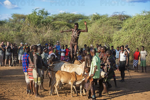 Young man of the Hamer tribe jumping over cattle backs