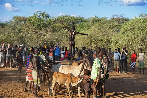 Young man of the Hamer tribe jumping over cattle backs