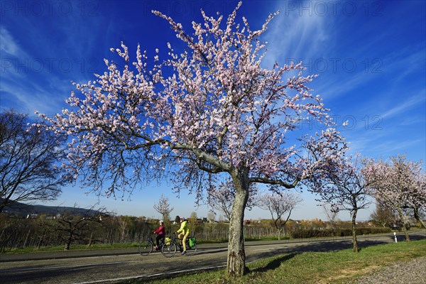 Cyclists ride through an all blossoming almond tree