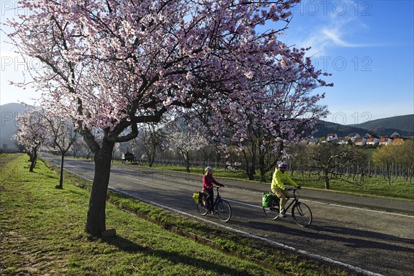 Cyclists ride through an all blossoming almond tree