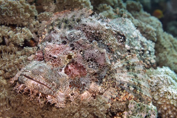 Bearded scorpionfish (Scorpaenopsis barbata)