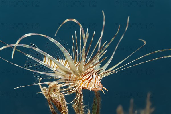 Juvenile red lionfish (Pterois volitans)