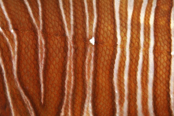 Red lionfish (Pterois volitans) scales