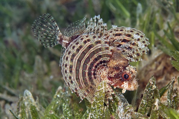 Fuzzy dwarf lionfish (Dendrochirus bracxypterus) on seagrass