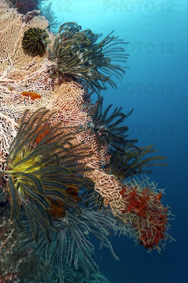 Gorgonian (Anella sp.) inhabited by feather stars (Crinoidea)