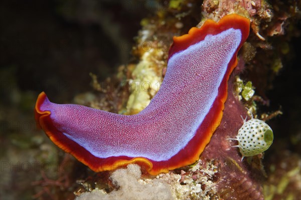 Fuchsia flatworm (Pseudoceros ferrugineus)