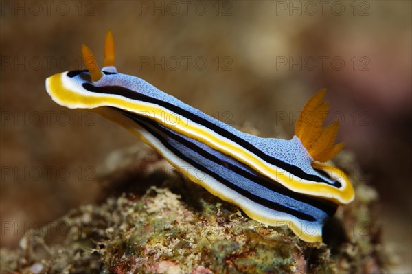 Chromodoris annae (Chromodoris annae)