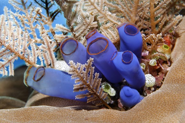 Blue club tunicate (Rhopalaea crassa) and Stinging hydroid (Aglaophenia cupressina)