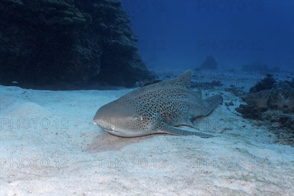 Leopard shark (Stegostoma fasciatum) lies on sand