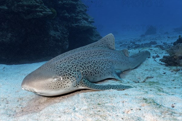 Leopard shark (Stegostoma fasciatum) lies on sand