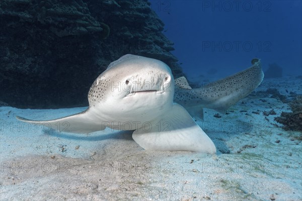 Leopard shark (Stegostoma fasciatum)