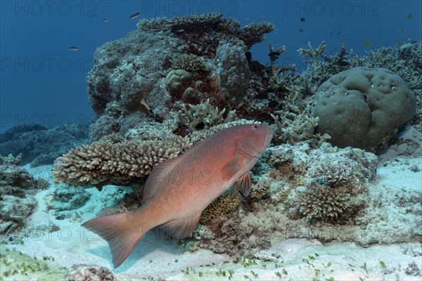 Coral trout