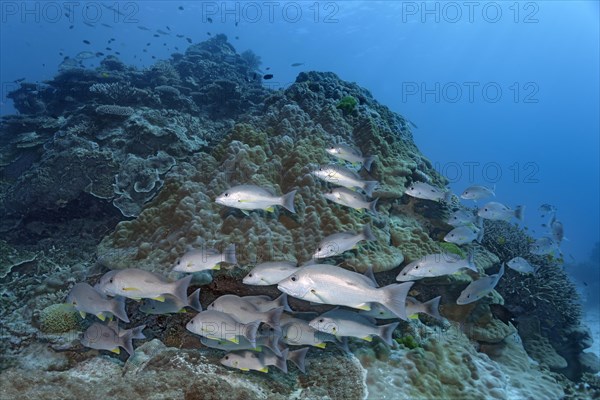 Swarm Russel's snapper (Lutjanus russellii) swimming over coral reef