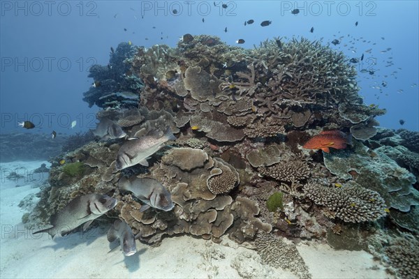 Swarm Harry sweetlips (Plectorhinchus gibbosus) on coral reef