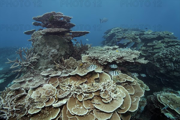 Hard corals