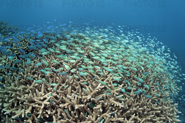 Swarm Green Chromis (Chromis viridis) over Acropora Coral (Acropora sp.)