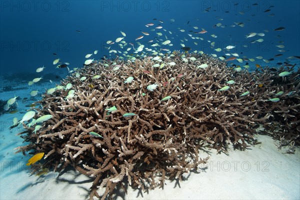 Swarm Green Chromis (Chromis viridis) over Agropora Coral (Agropora sp.) Great Barrier Reef