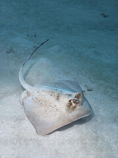 Grey stingray (maskray kuhlii) on sandy ground