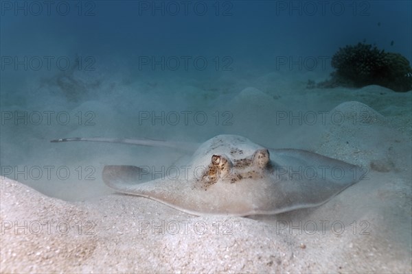 Grey stingray (maskray kuhlii) on sandy ground