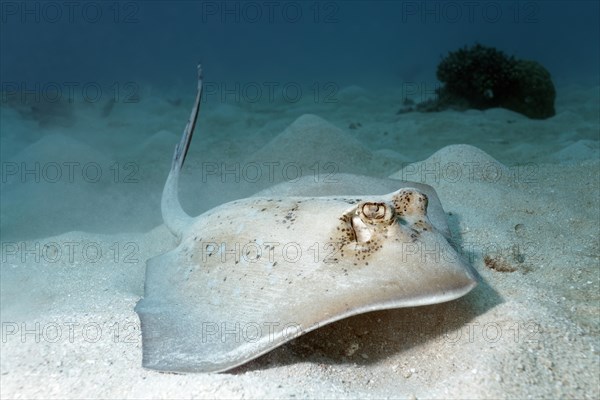 Grey stingray (maskray kuhlii) on sandy ground