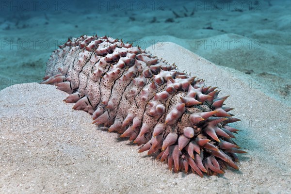 Thelenota Ananas (pineapple Thelenota) on sand